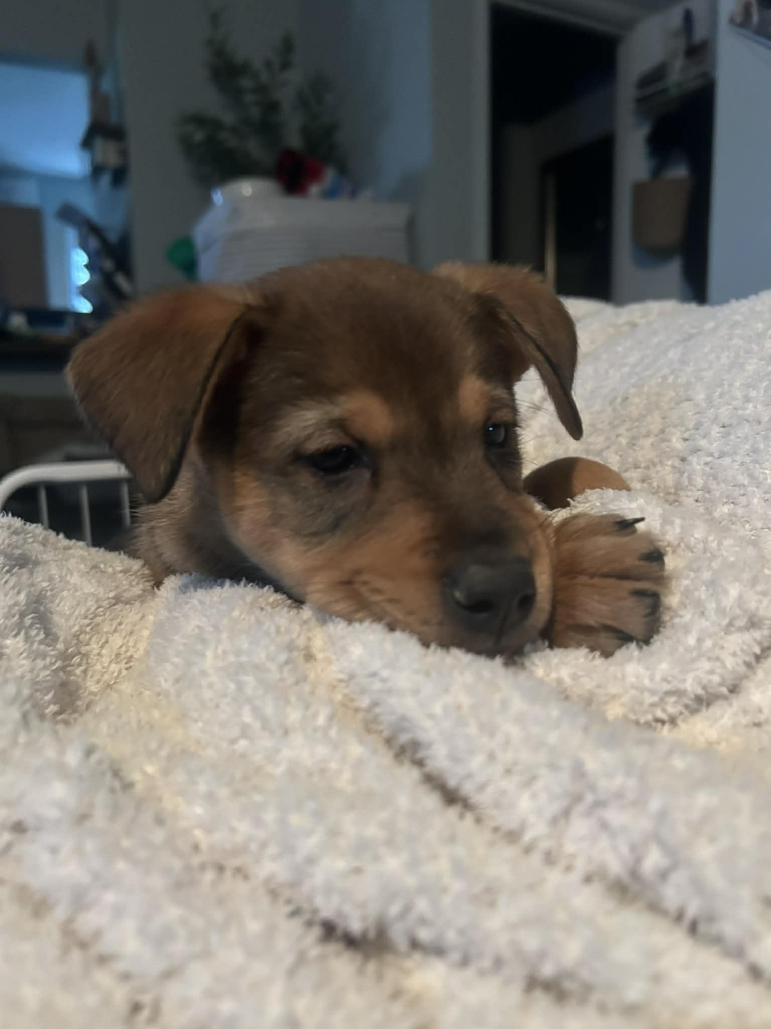 Enlarge Zara, a Adopted Australian Shepherd in Mechanicsburg, PA image 1/3