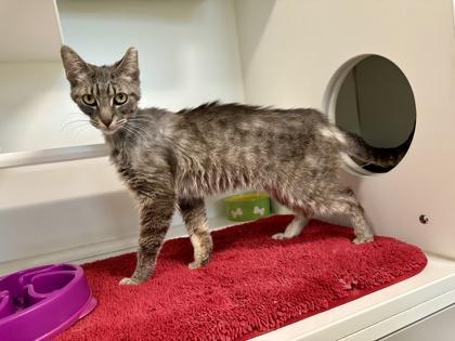 Francesca, Adoptable, Adult Female Domestic Short Hair & Domestic Short Hair.