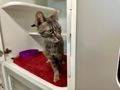 Enlarge Francesca, a Adoptable mixed breed in Traverse City, MI image 2/3