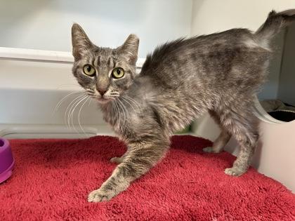 Enlarge Francesca, a Adoptable mixed breed in Traverse City, MI image 3/3