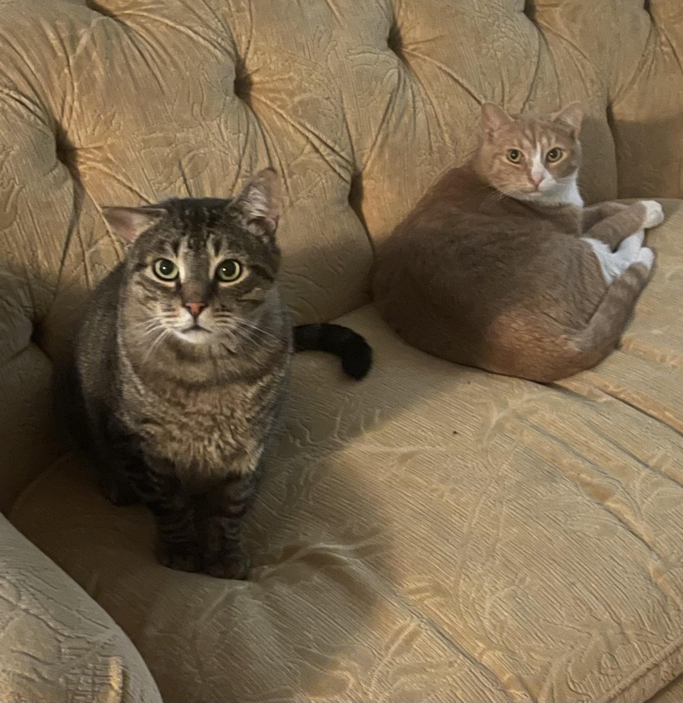 Enlarge Kennedy (bonded with Twizzler), a Adoptable Domestic Short Hair in Cortland, NY image 4/6