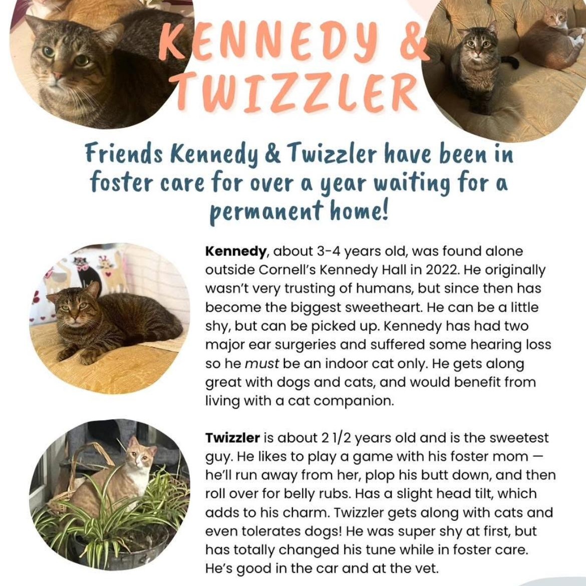 Enlarge Kennedy (bonded with Twizzler), a Adoptable Domestic Short Hair in Cortland, NY image 6/6