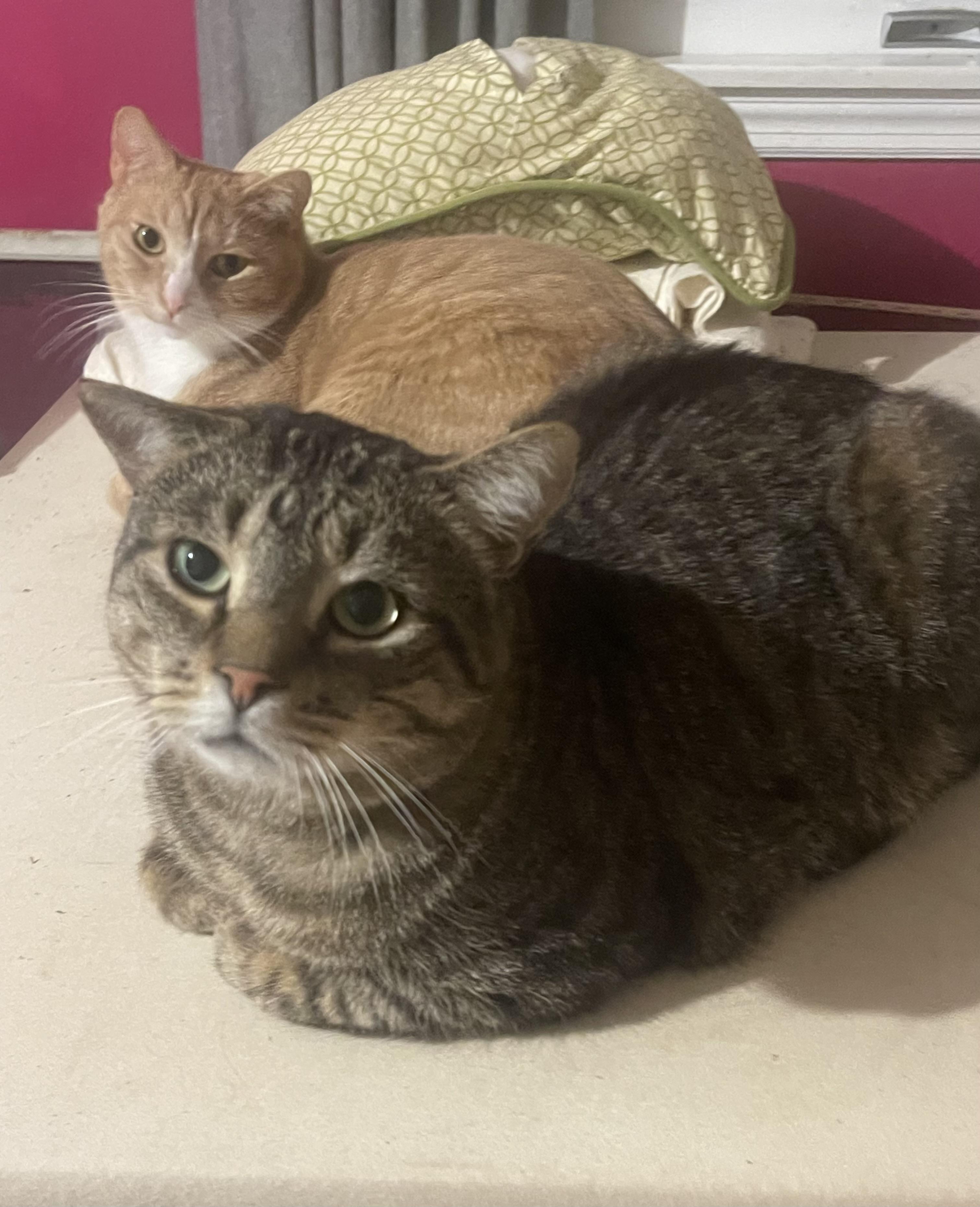 Kennedy (bonded with Twizzler)