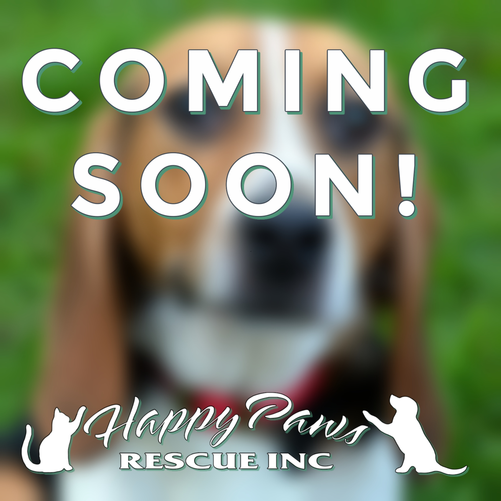 Retired Research Beagles, Adoptable, Adult Male Beagle.