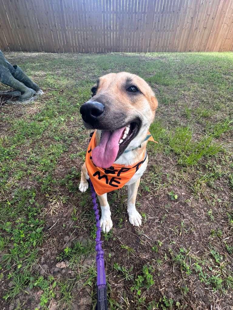 LILLITH, ADOPTABLE, Young Female Mixed Breed.