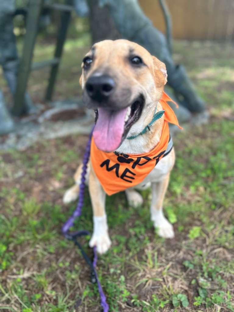 LILLITH, a ADOPTABLE Mixed Breed in Lake Dallas, TX image 2/3