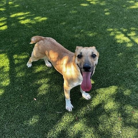 LILLITH, a ADOPTABLE Mixed Breed in Lake Dallas, TX image 5/5