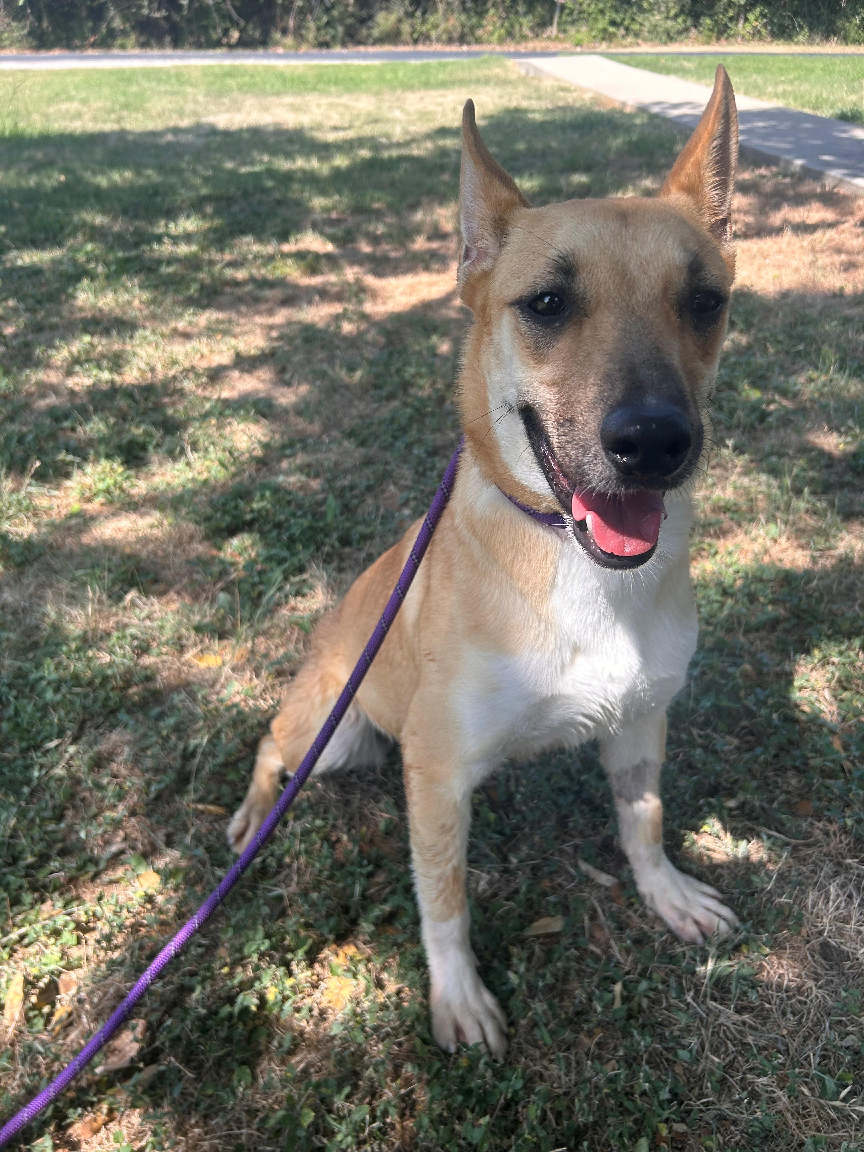 LILLITH, a ADOPTABLE Mixed Breed in Lake Dallas, TX image 2/6