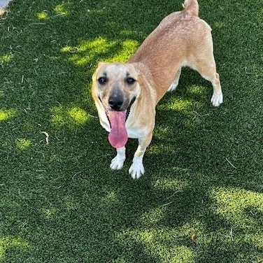 LILLITH, a ADOPTABLE Mixed Breed in Lake Dallas, TX image 4/5