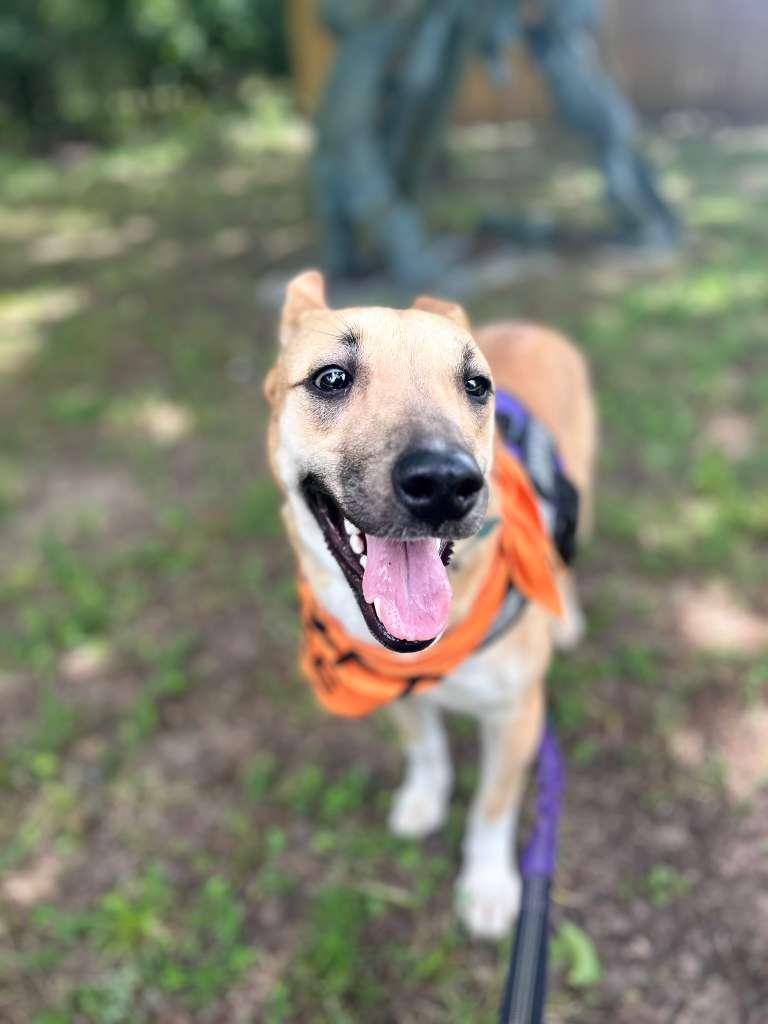 LILLITH, a ADOPTABLE Mixed Breed in Lake Dallas, TX image 3/3
