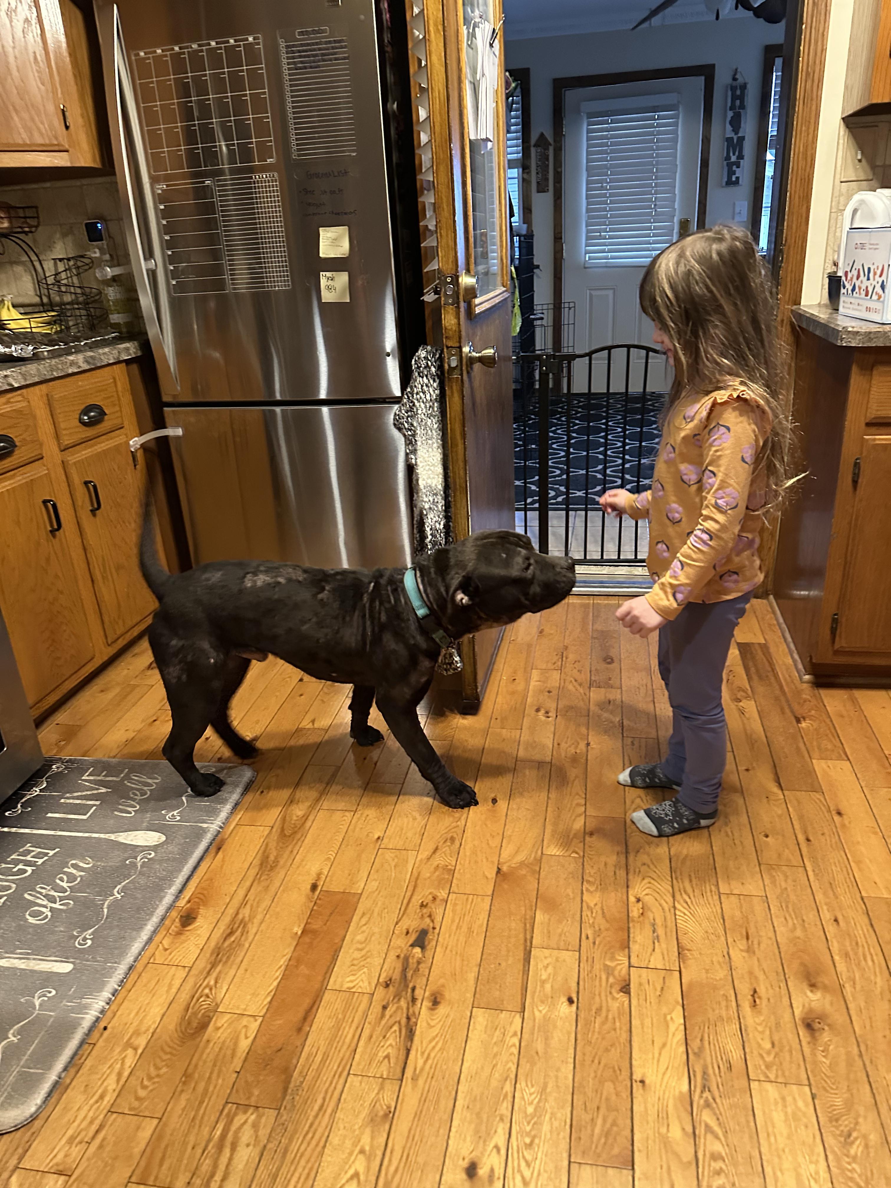 Enlarge Toby Q, a ADOPTABLE Mixed Breed in Joliet, IL image 5/6