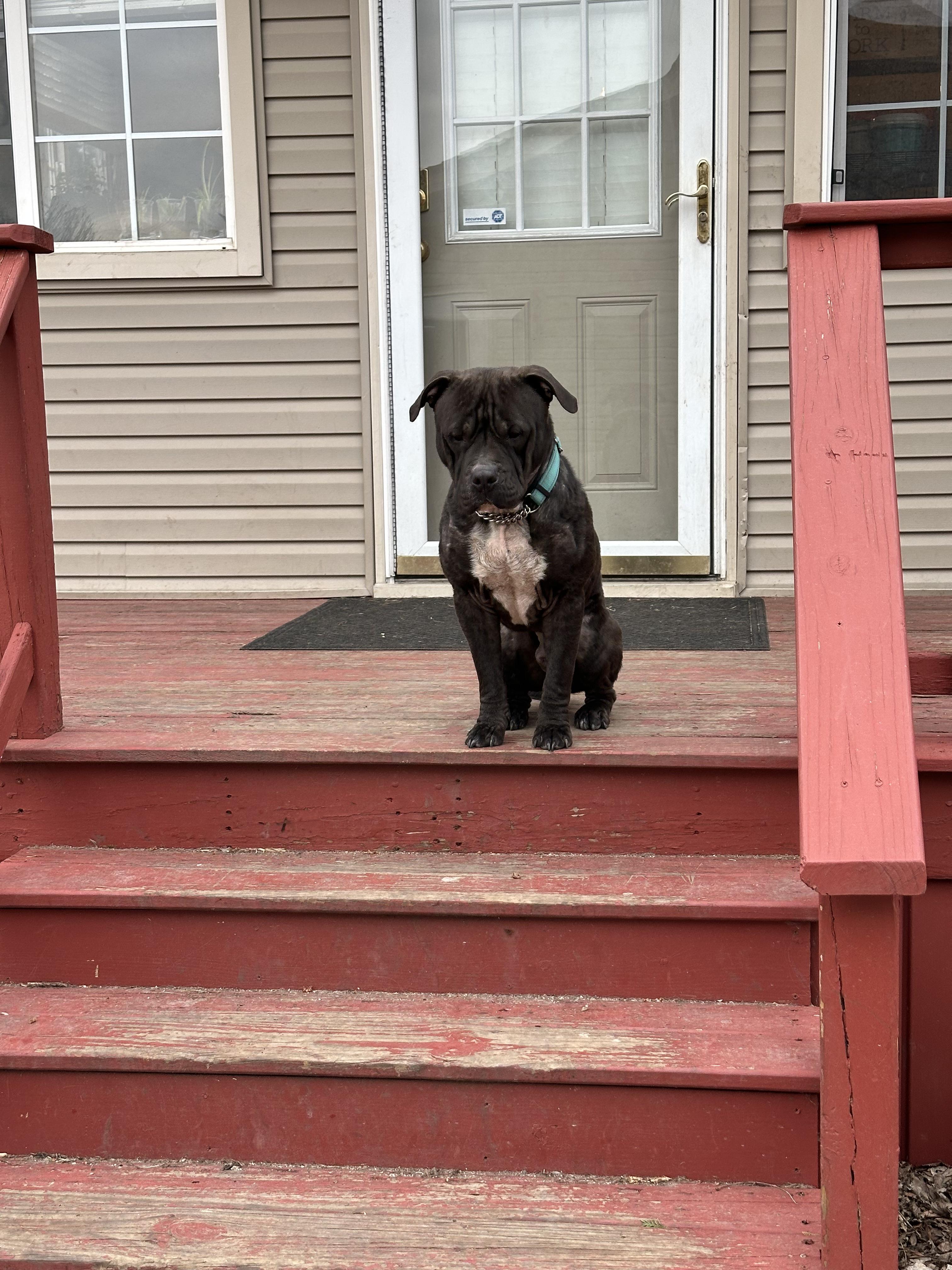 Enlarge Toby Q, a ADOPTABLE Mixed Breed in Joliet, IL image 2/6