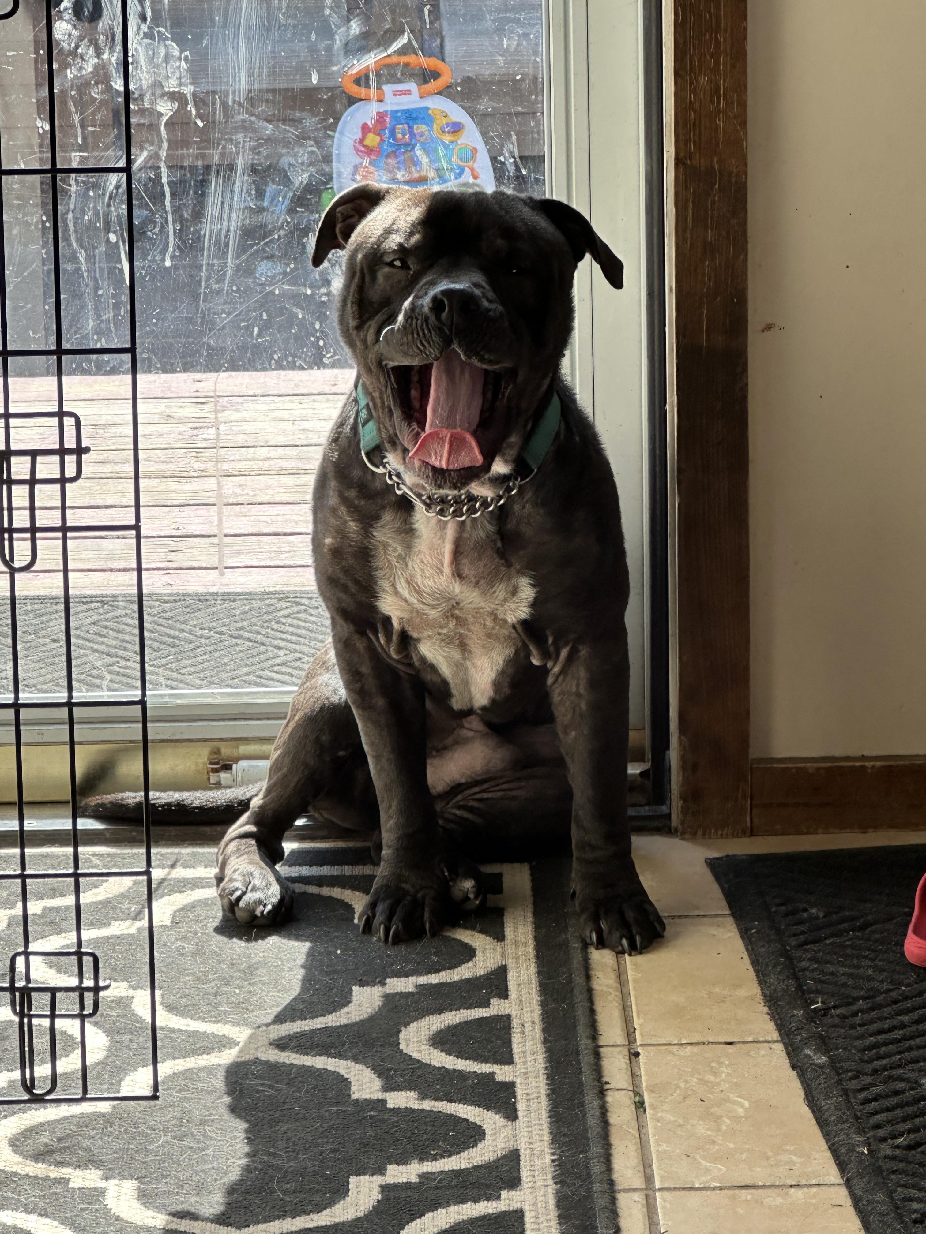 Toby Q, ADOPTABLE, Young Male Mixed Breed.