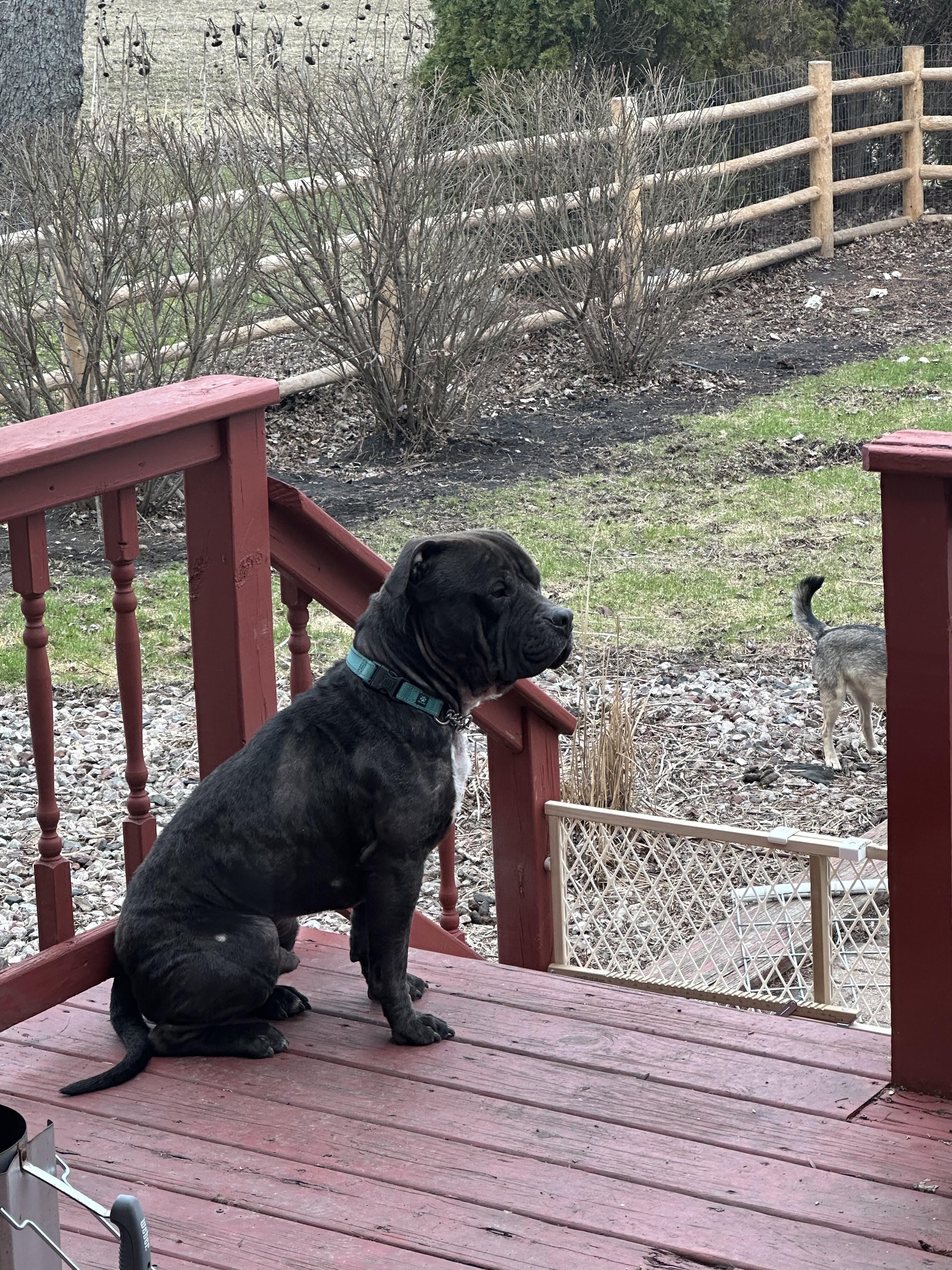 Enlarge Toby Q, a ADOPTABLE Mixed Breed in Joliet, IL image 4/6