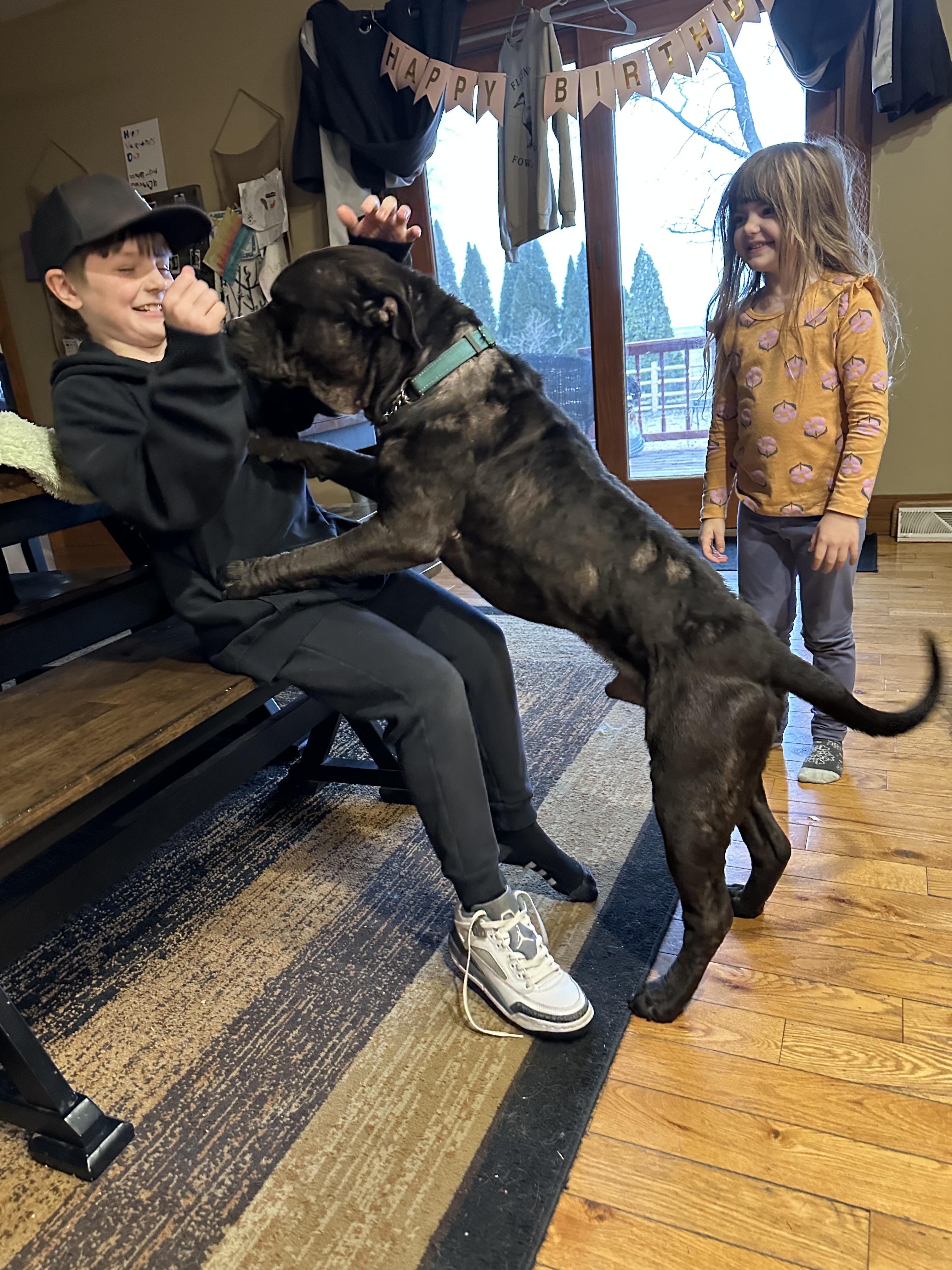 Enlarge Toby Q, a ADOPTABLE Mixed Breed in Joliet, IL image 6/6