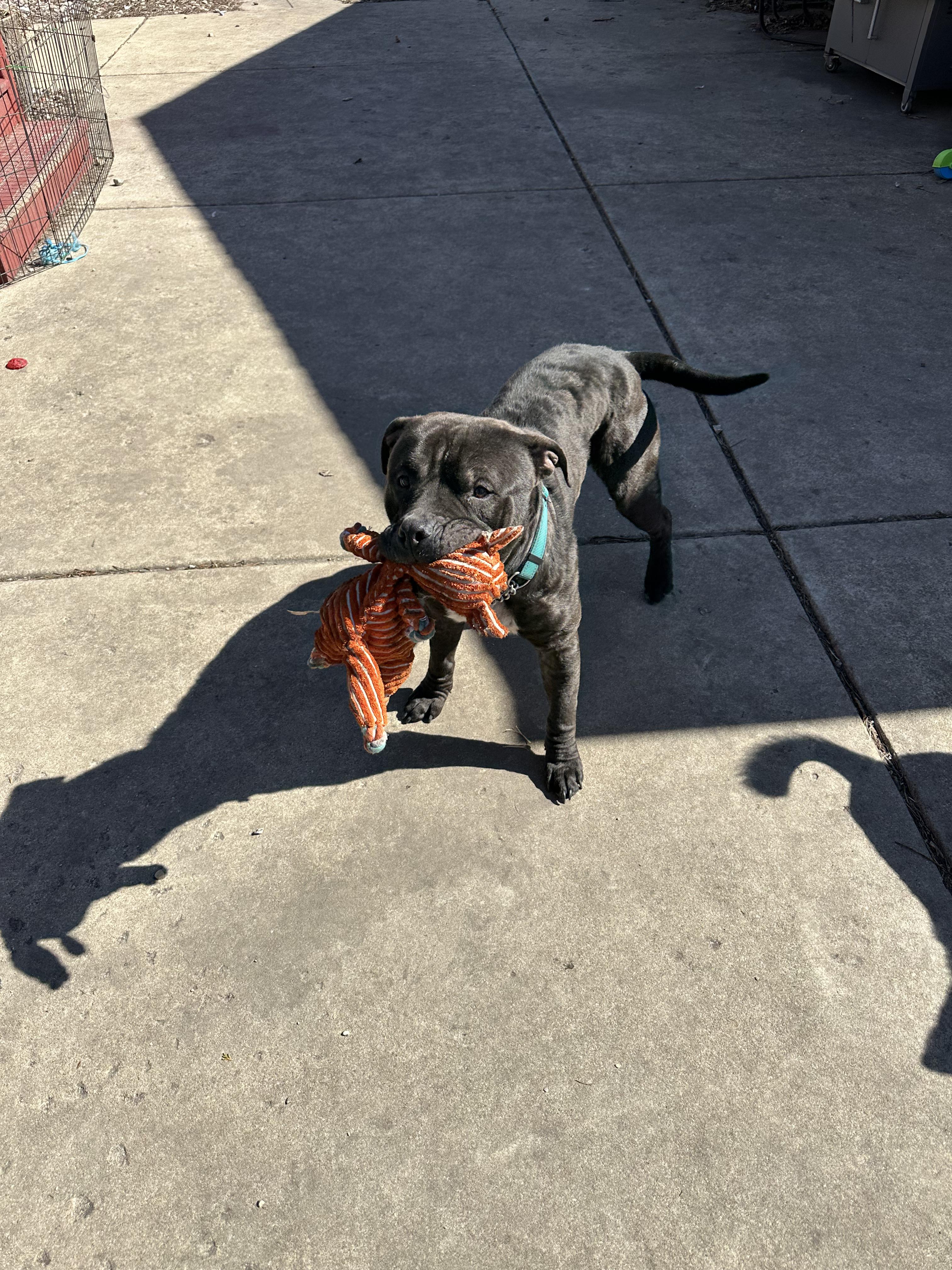 Enlarge Toby Q, a ADOPTABLE Mixed Breed in Joliet, IL image 3/6