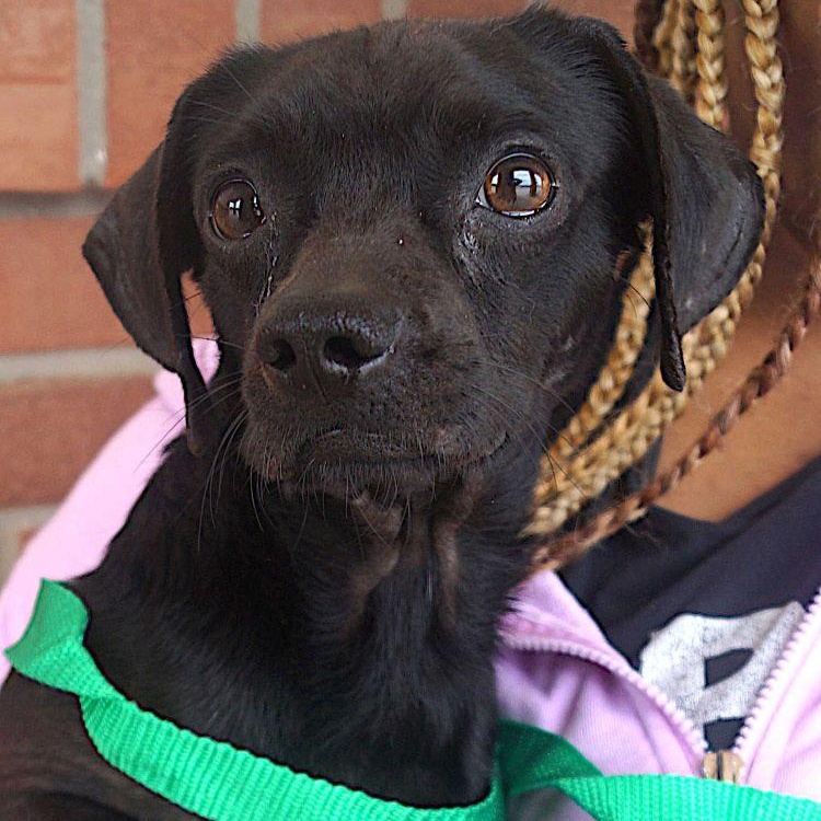 Enlarge Tom, a ADOPTABLE Chiweenie in Carrollton, TX image 2/2