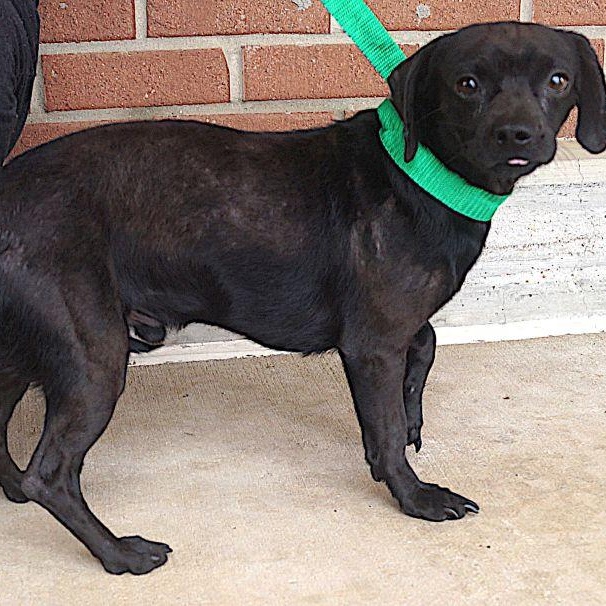 Tom, ADOPTABLE, Adult Male Chiweenie.