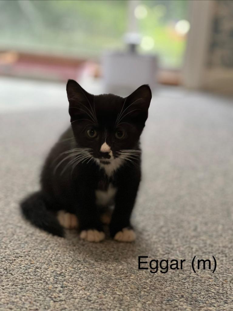 Eggar, Adoptable, Kitten Male Domestic Short Hair.