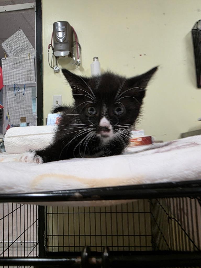Enlarge Eggar, a Adoptable mixed breed in Meriden, CT image 2/5