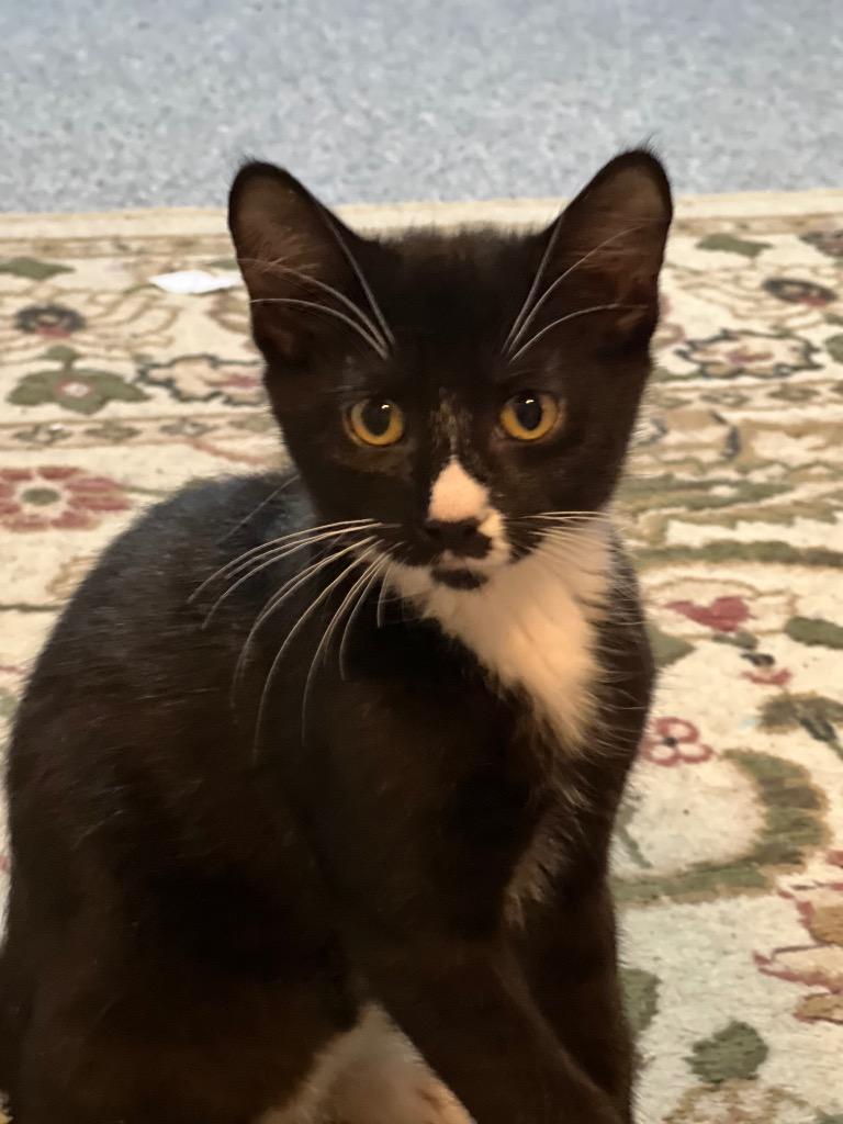 Enlarge Eggar, a Adoptable mixed breed in Meriden, CT image 5/5