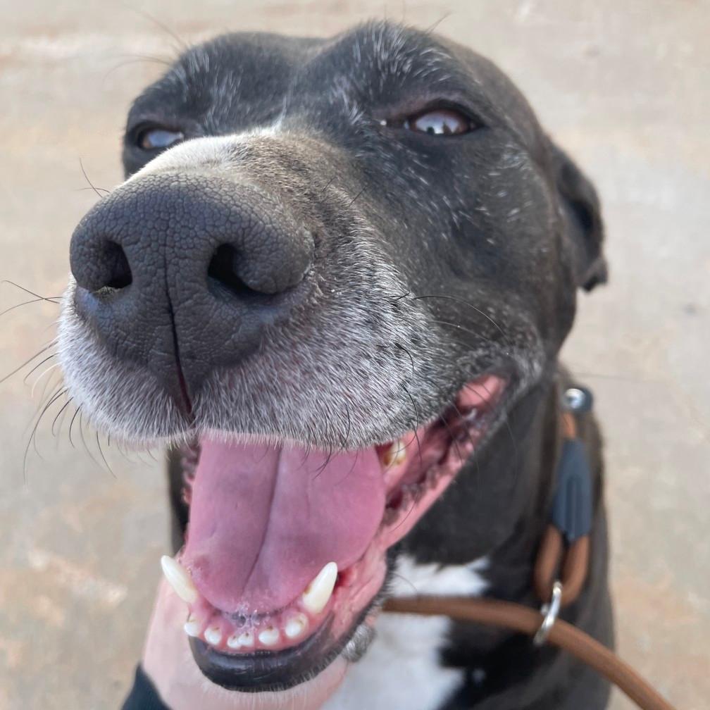 Enlarge AJ  C-32875, a Adoptable Labrador Retriever in Oklahoma City, OK image 2/2
