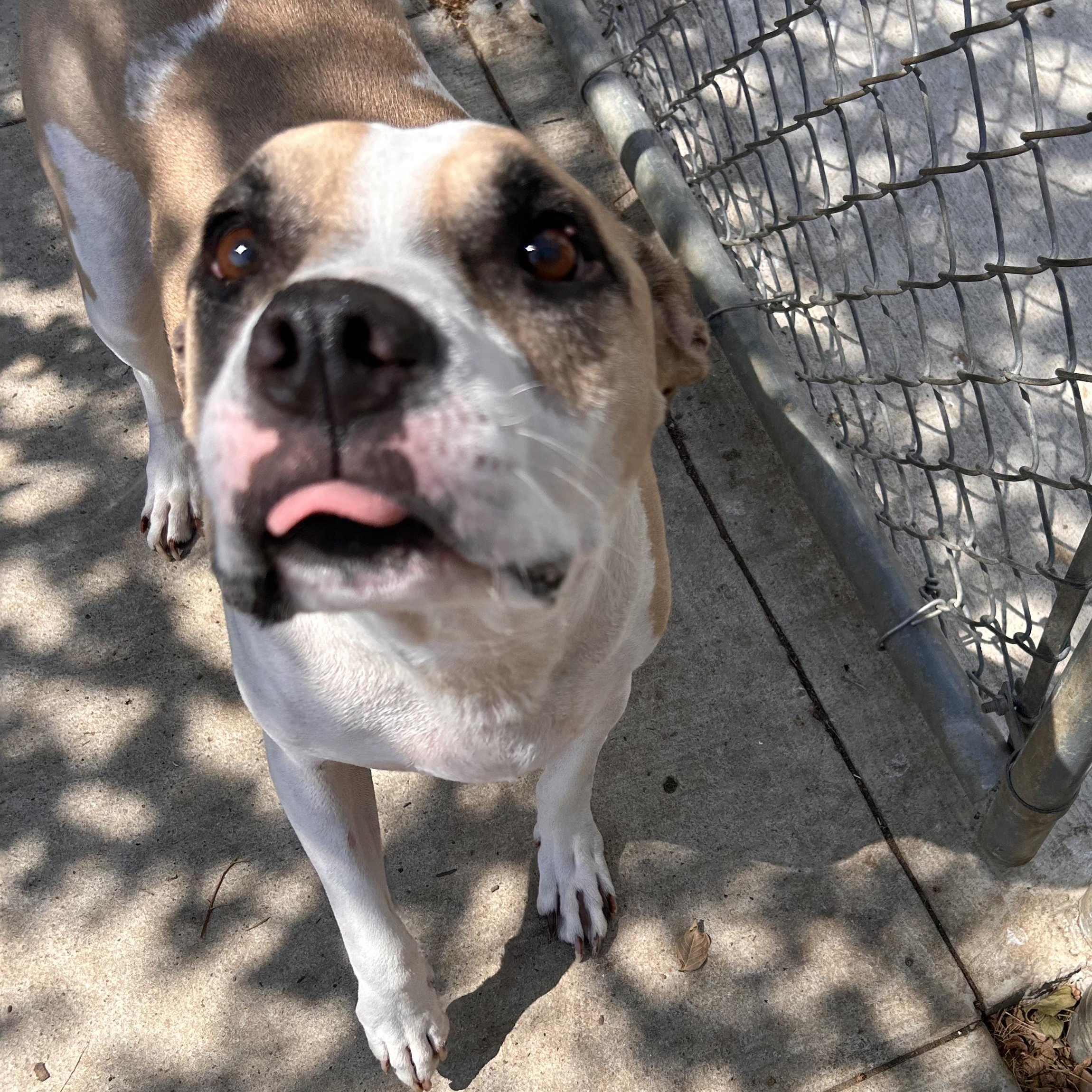 Enlarge Thor, a Adoptable mixed breed in The Colony, TX image 5/5