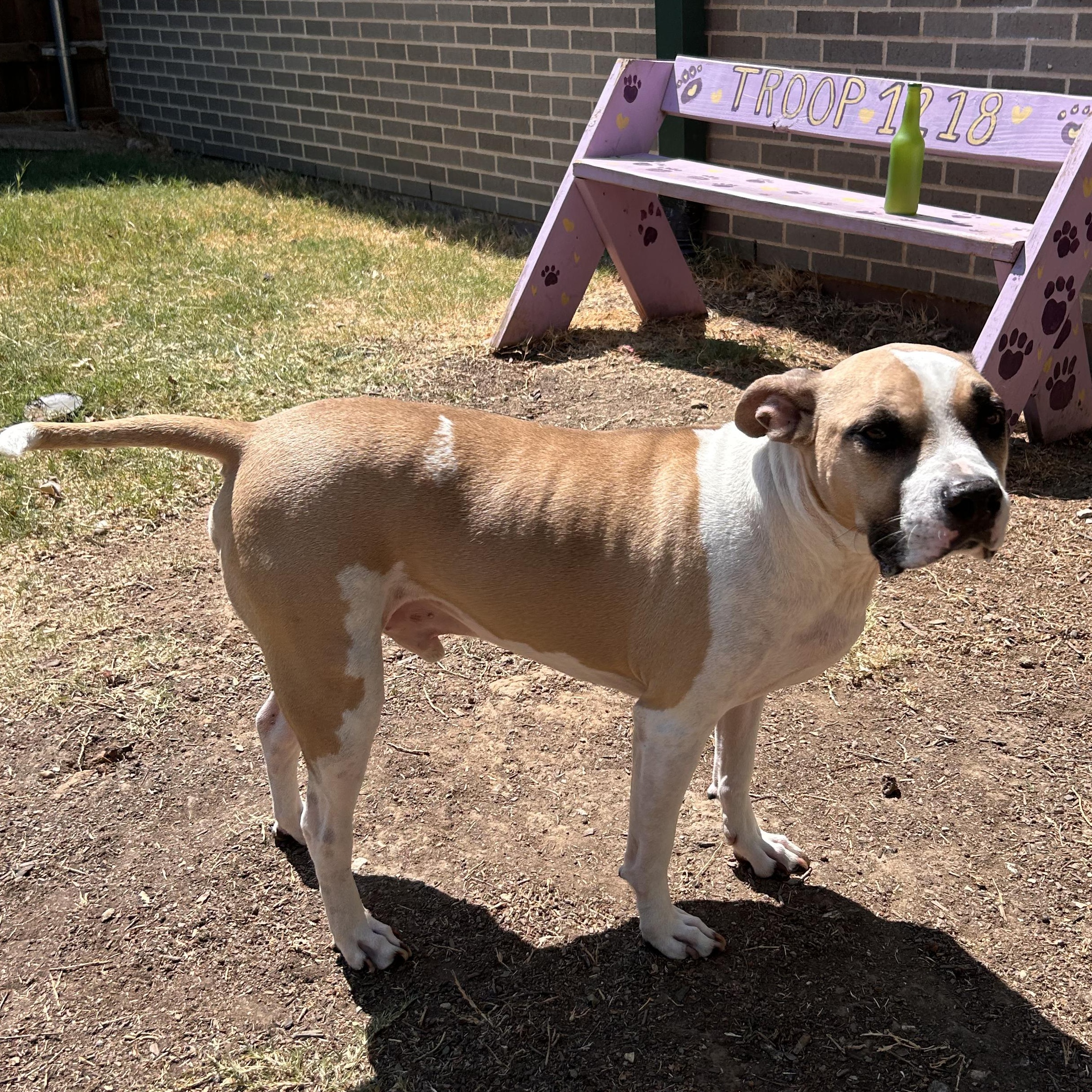 Enlarge Thor, a Adoptable mixed breed in The Colony, TX image 4/5