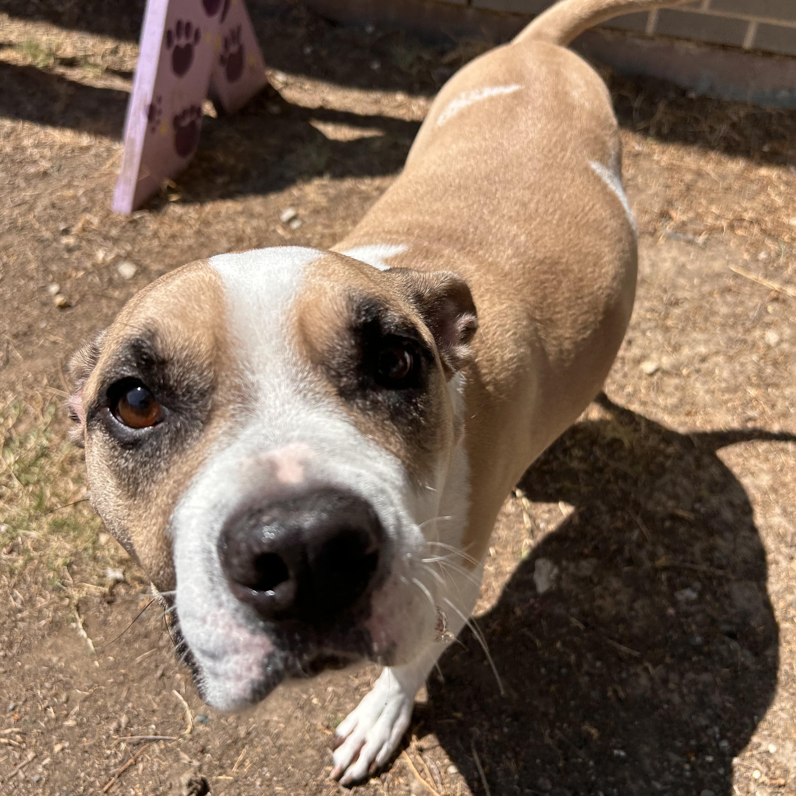 Enlarge Thor, a Adoptable mixed breed in The Colony, TX image 2/5