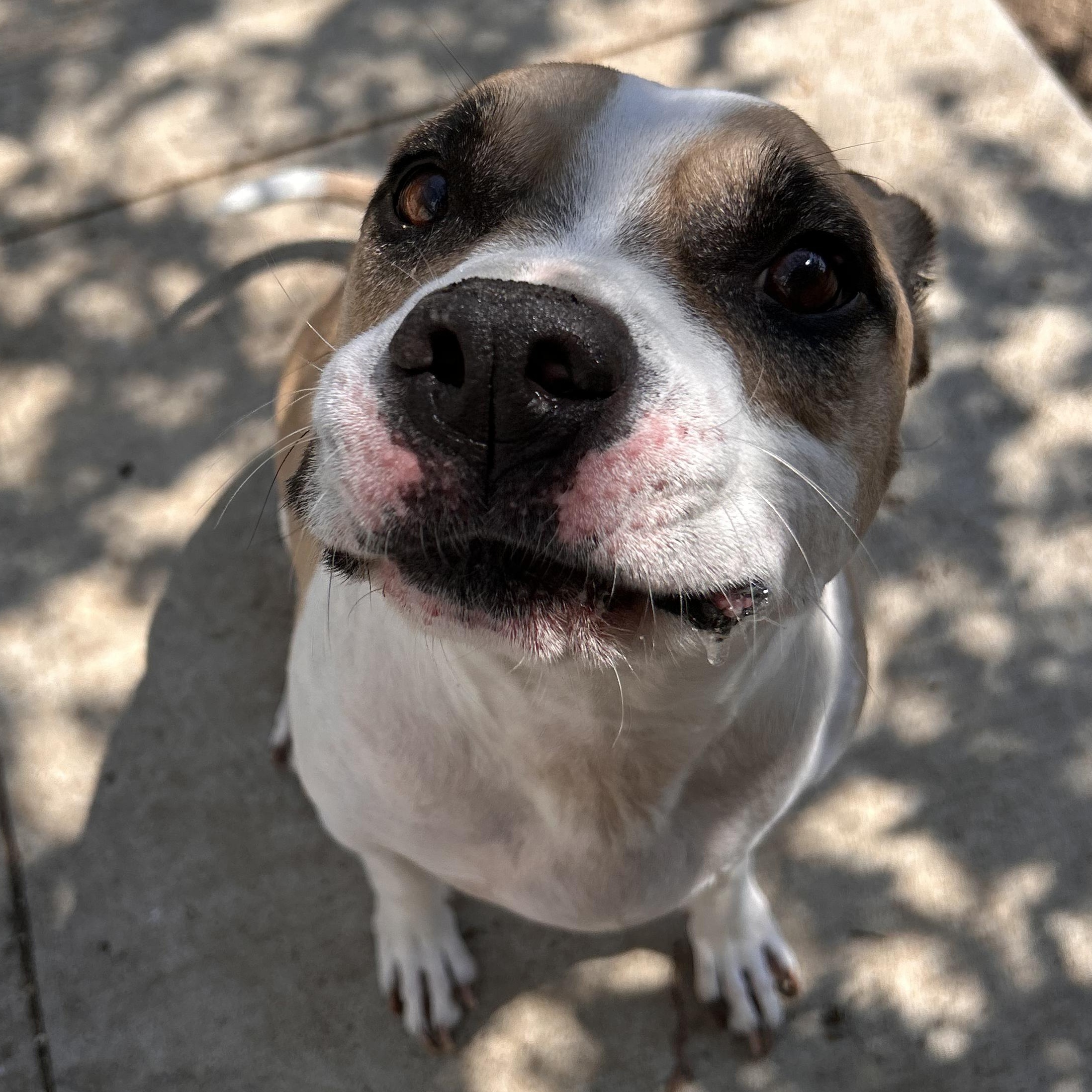 Thor, Adoptable, Adult Male Pit Bull Terrier.