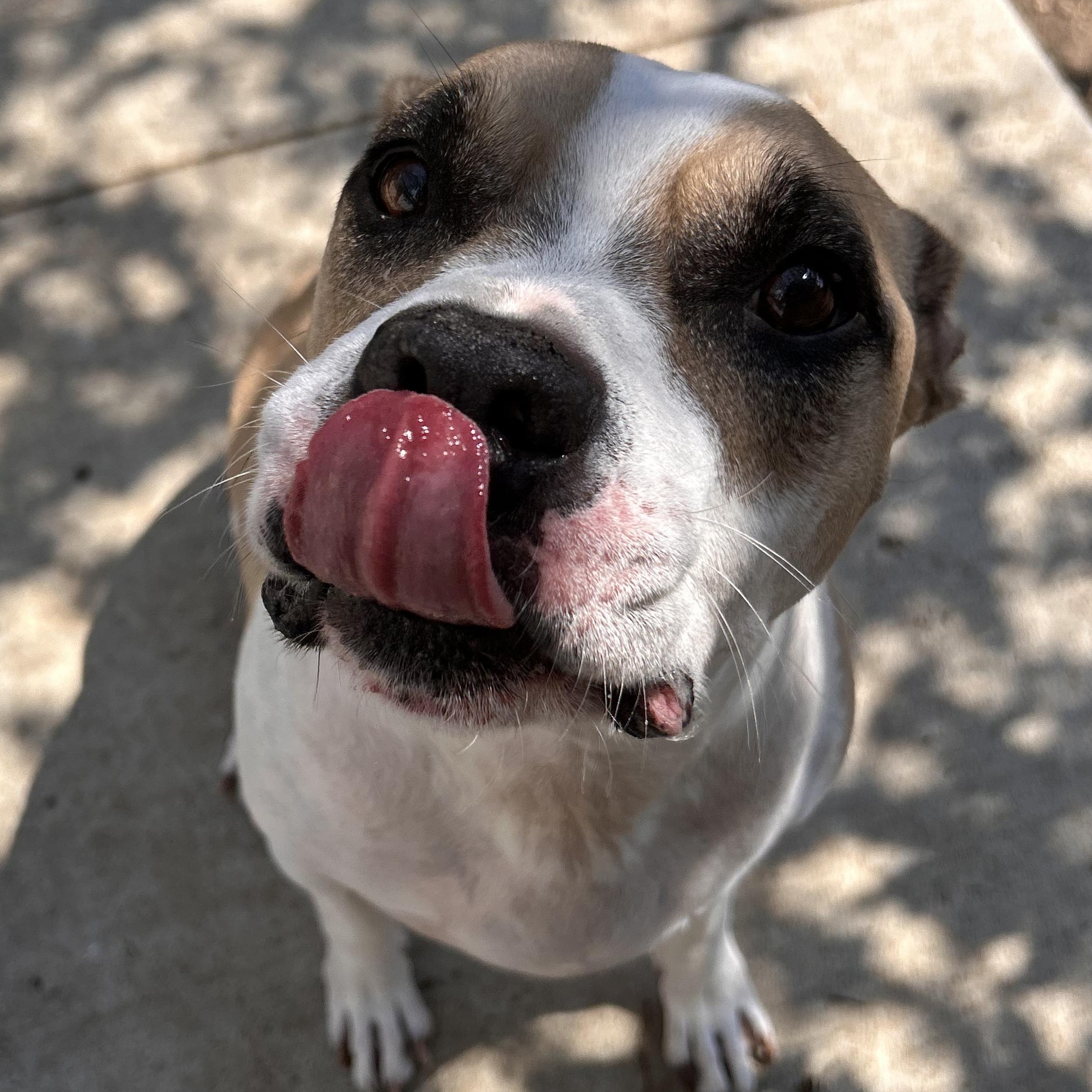 Enlarge Thor, a Adoptable mixed breed in The Colony, TX image 3/5