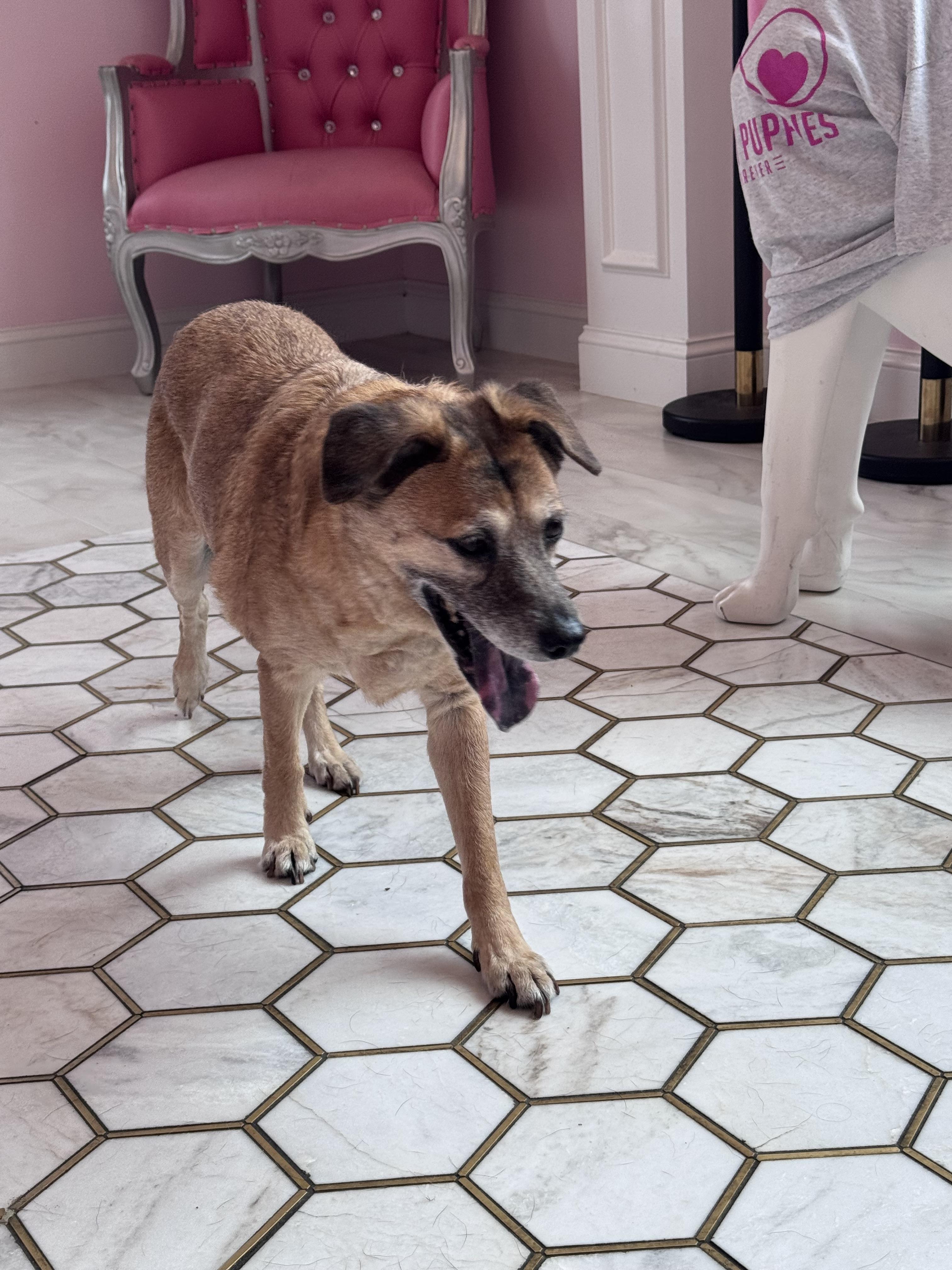 Enlarge Pam, a Adoptable mixed breed in O'Fallon, MO image 1/1