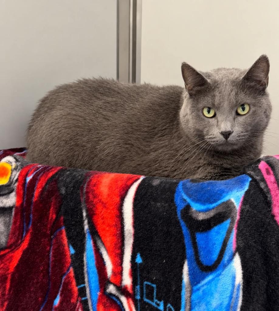 Gracie, Adoptable, Senior Female Domestic Short Hair.