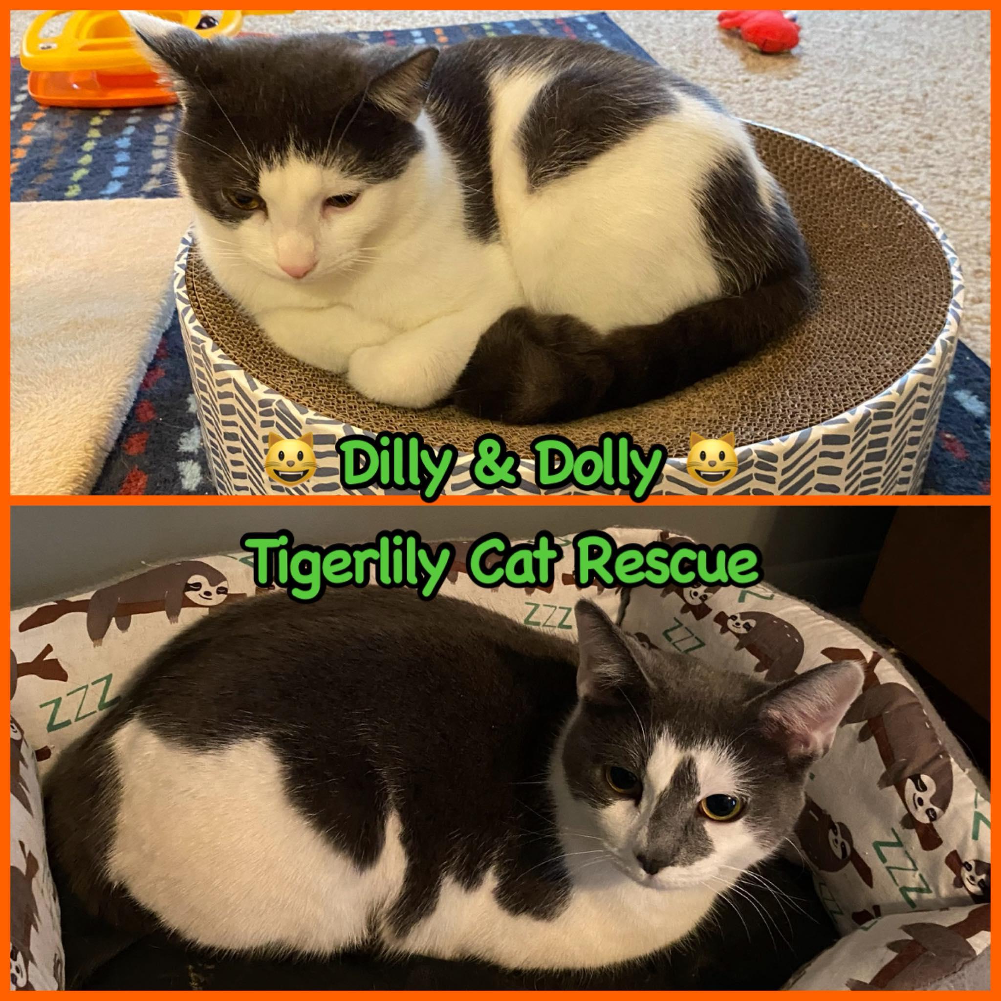 Enlarge Dilly & Dolly (Bonded Pair), a ADOPTABLE Domestic Short Hair in Sterling Heights, MI image 1/1