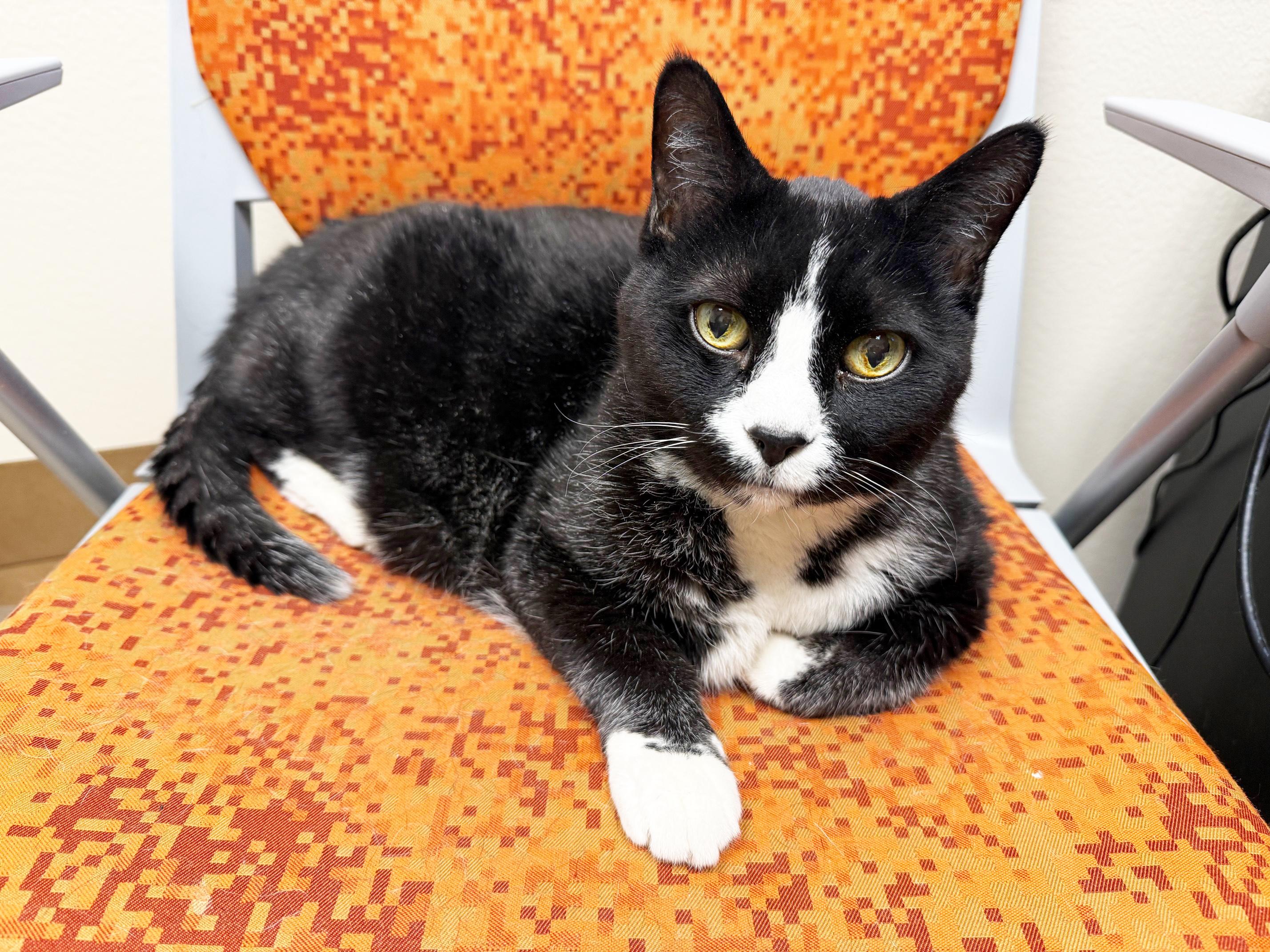 Enlarge Benjamin - sooo loving, loves being held and cuddling!, a ADOPTABLE Domestic Short Hair in Oshkosh, WI image 2/6