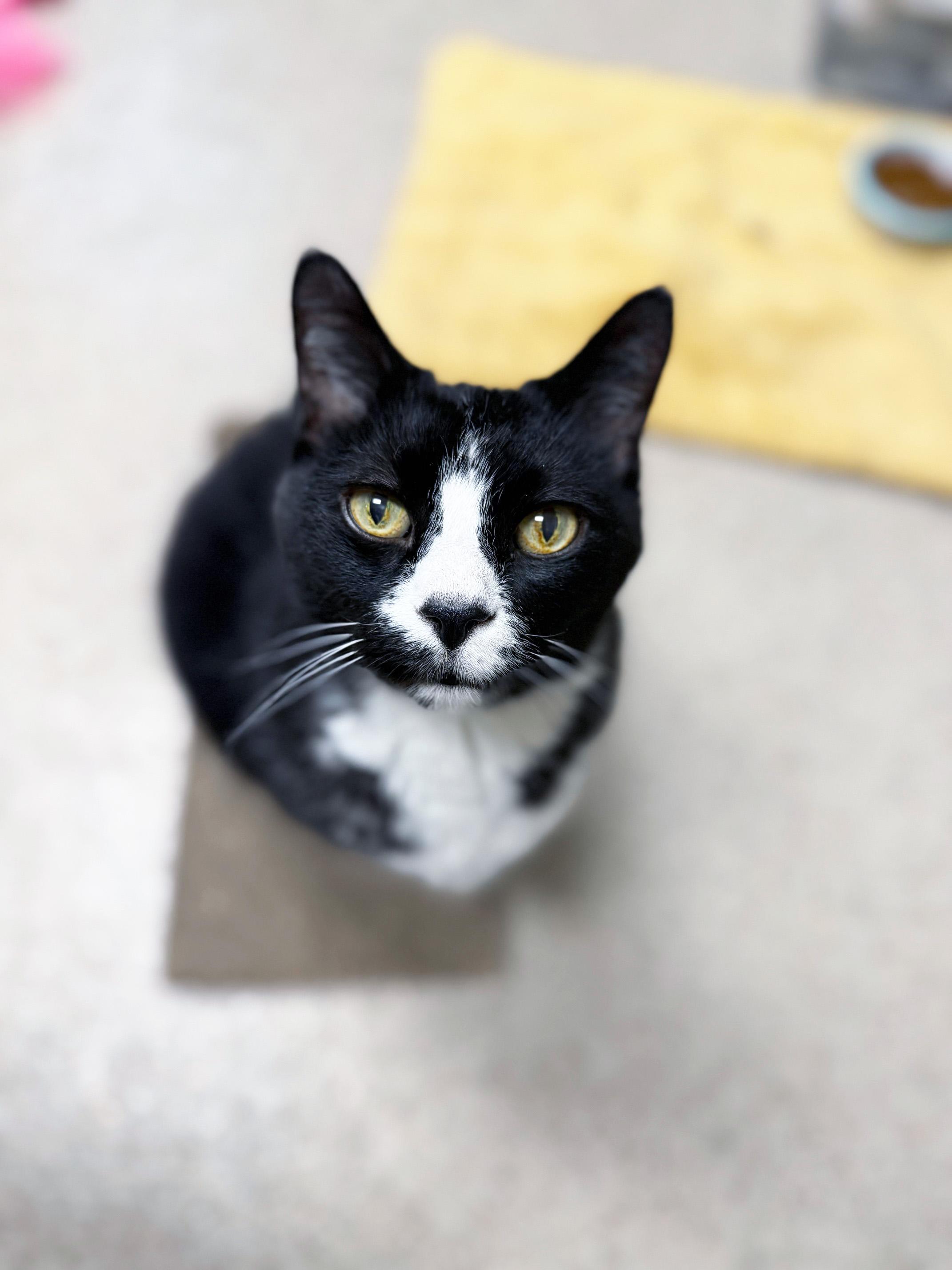 Enlarge Benjamin - sooo loving, loves being held and cuddling!, a ADOPTABLE Domestic Short Hair in Oshkosh, WI image 4/6