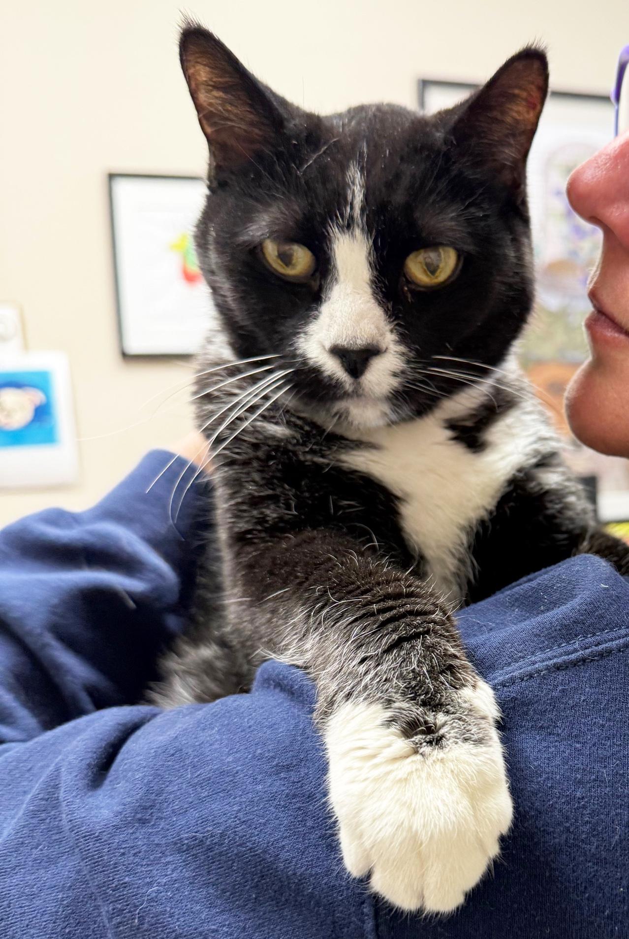 Enlarge Benjamin - sooo loving, loves being held and cuddling!, a ADOPTABLE Domestic Short Hair in Oshkosh, WI image 3/6