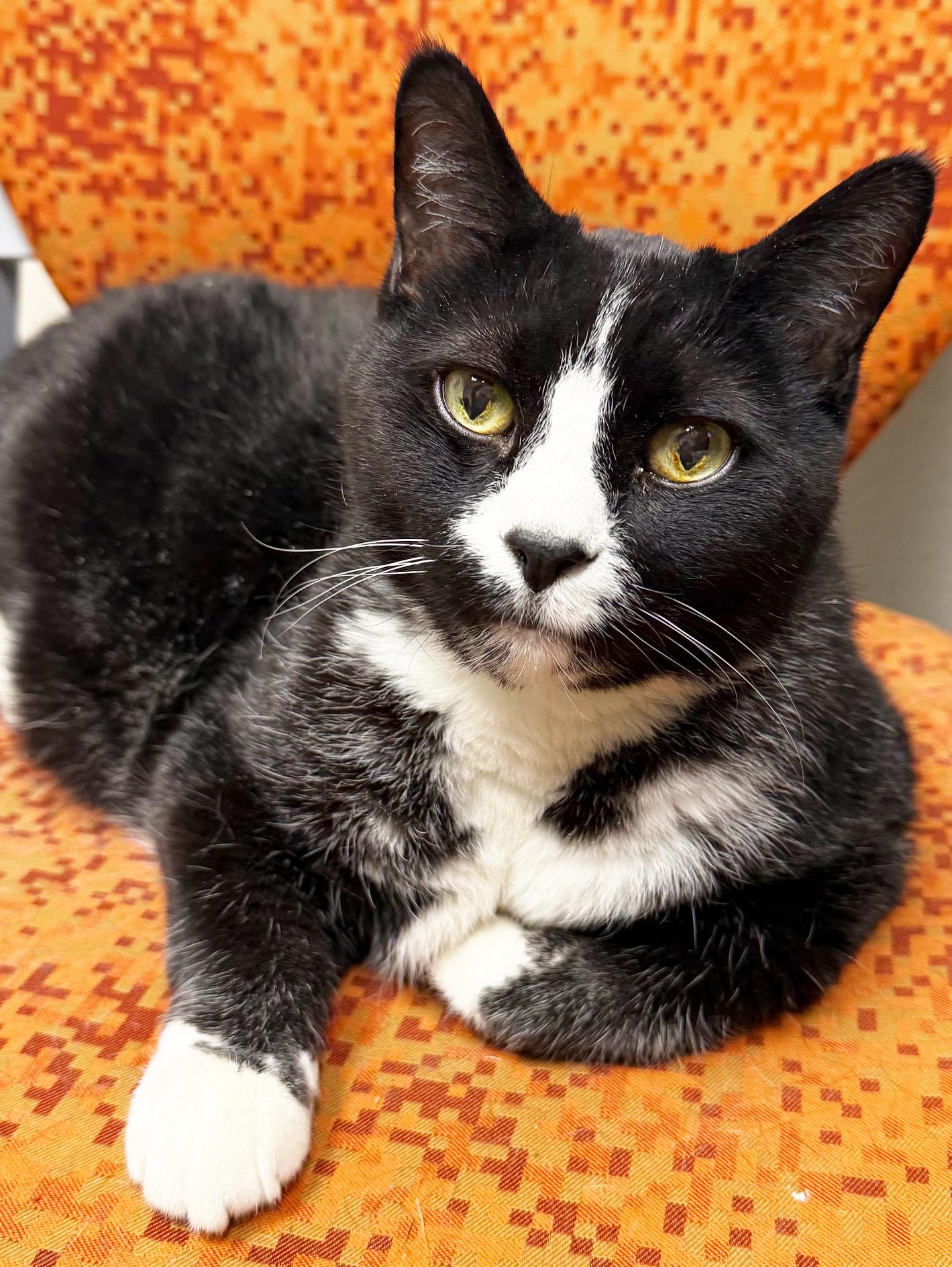 Benjamin - sooo loving, loves being held and cuddling!, ADOPTABLE, Senior Male Domestic Short Hair.