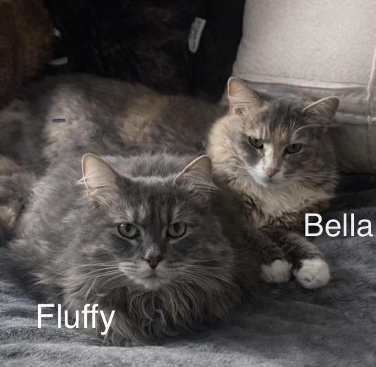 Enlarge Fluffy, a ADOPTABLE Domestic Long Hair in Easley, SC image 3/3