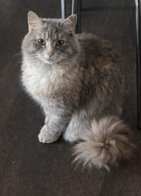 Fluffy, ADOPTABLE, Adult Female Domestic Long Hair.
