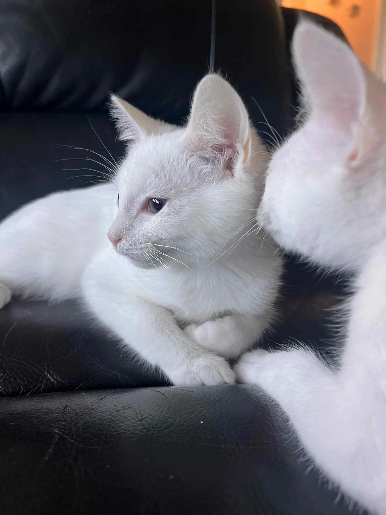 Morita