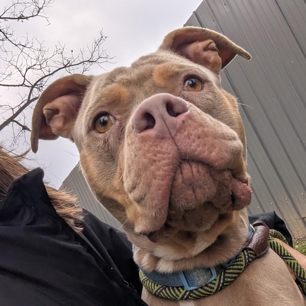 Rue, Adoptable, Adult Female Mixed Breed.