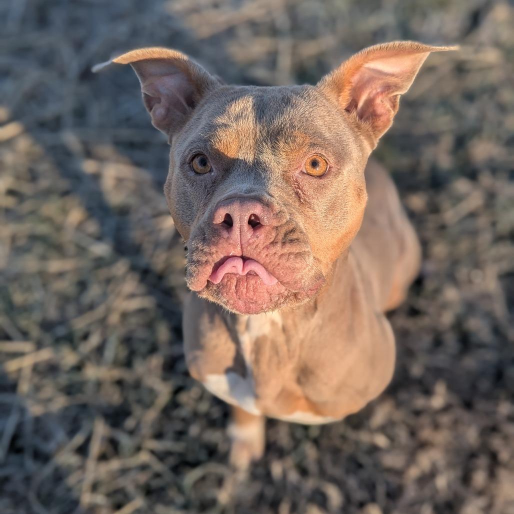 Enlarge Rue, a Adoptable Mixed Breed in Jeffersonville, IN image 2/4