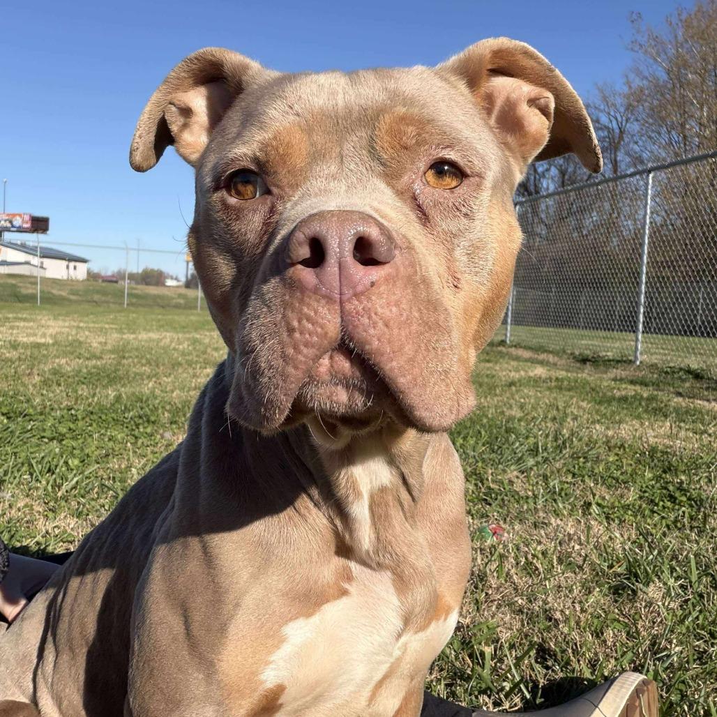 Enlarge Rue, a Adoptable Mixed Breed in Jeffersonville, IN image 3/4