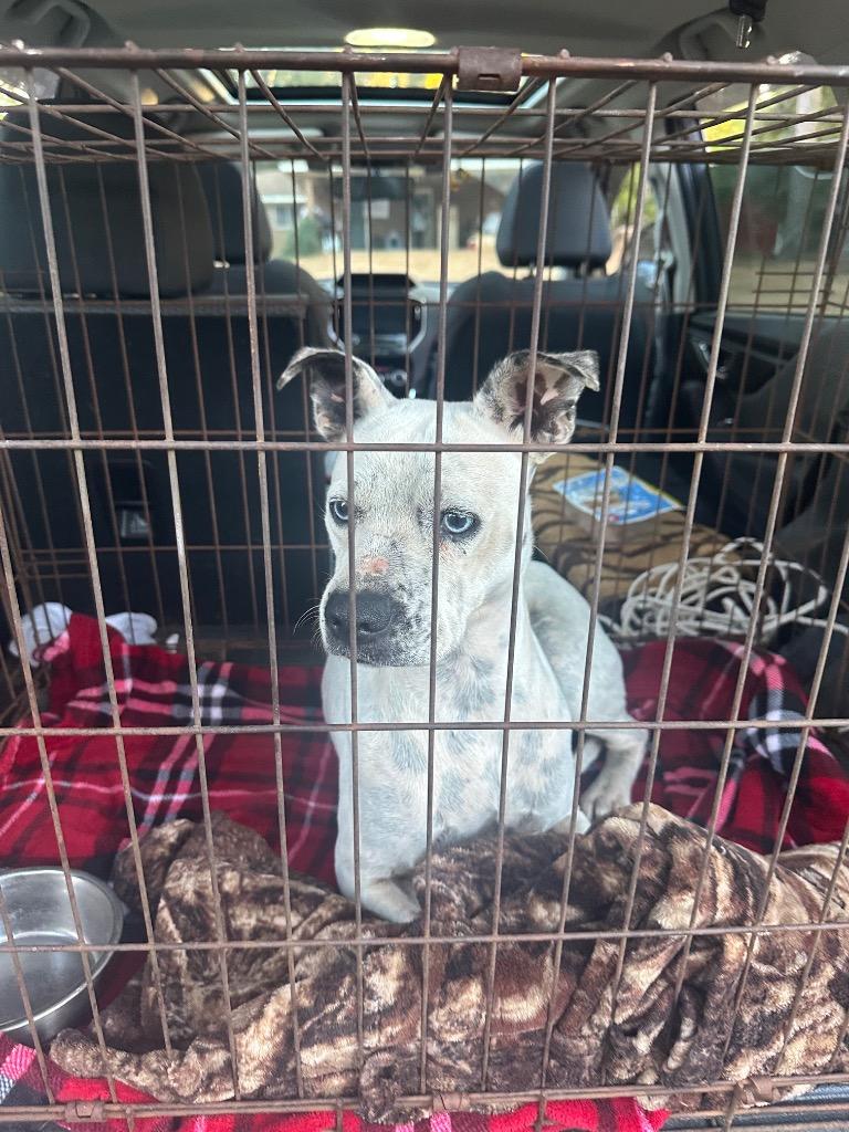 Enlarge Debbie, an adopted Pit Bull Terrier in Ruston, LA image 2/2