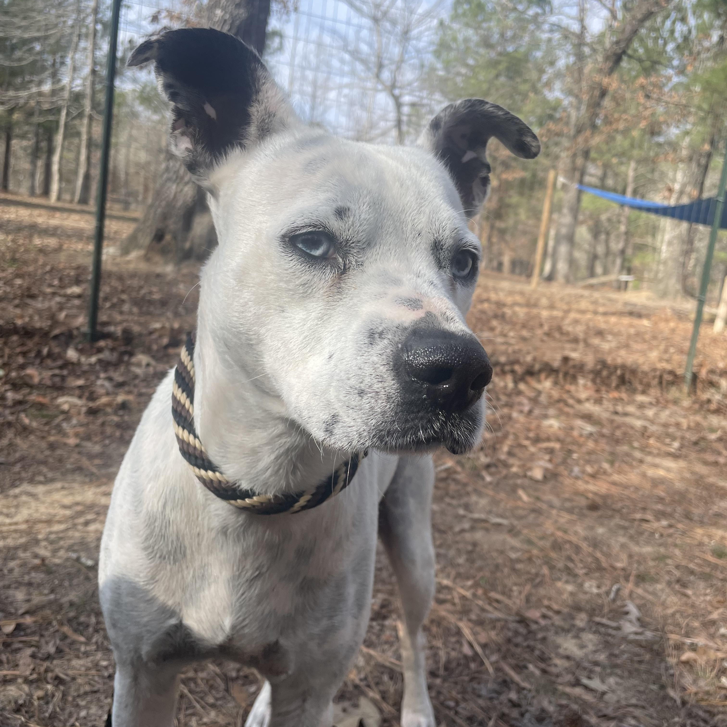 Enlarge Debbie, an adopted Pit Bull Terrier in Ruston, LA image 1/2