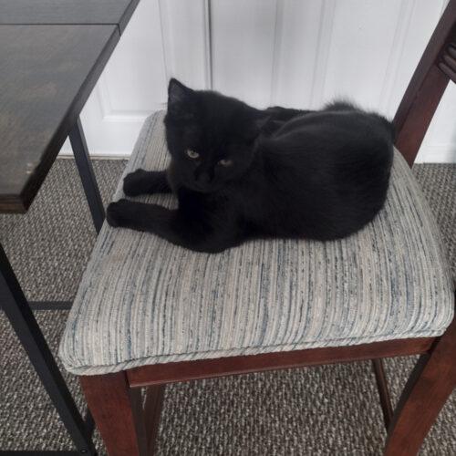 Edward Sweetie, Adoptable, Kitten Male Domestic Short Hair.