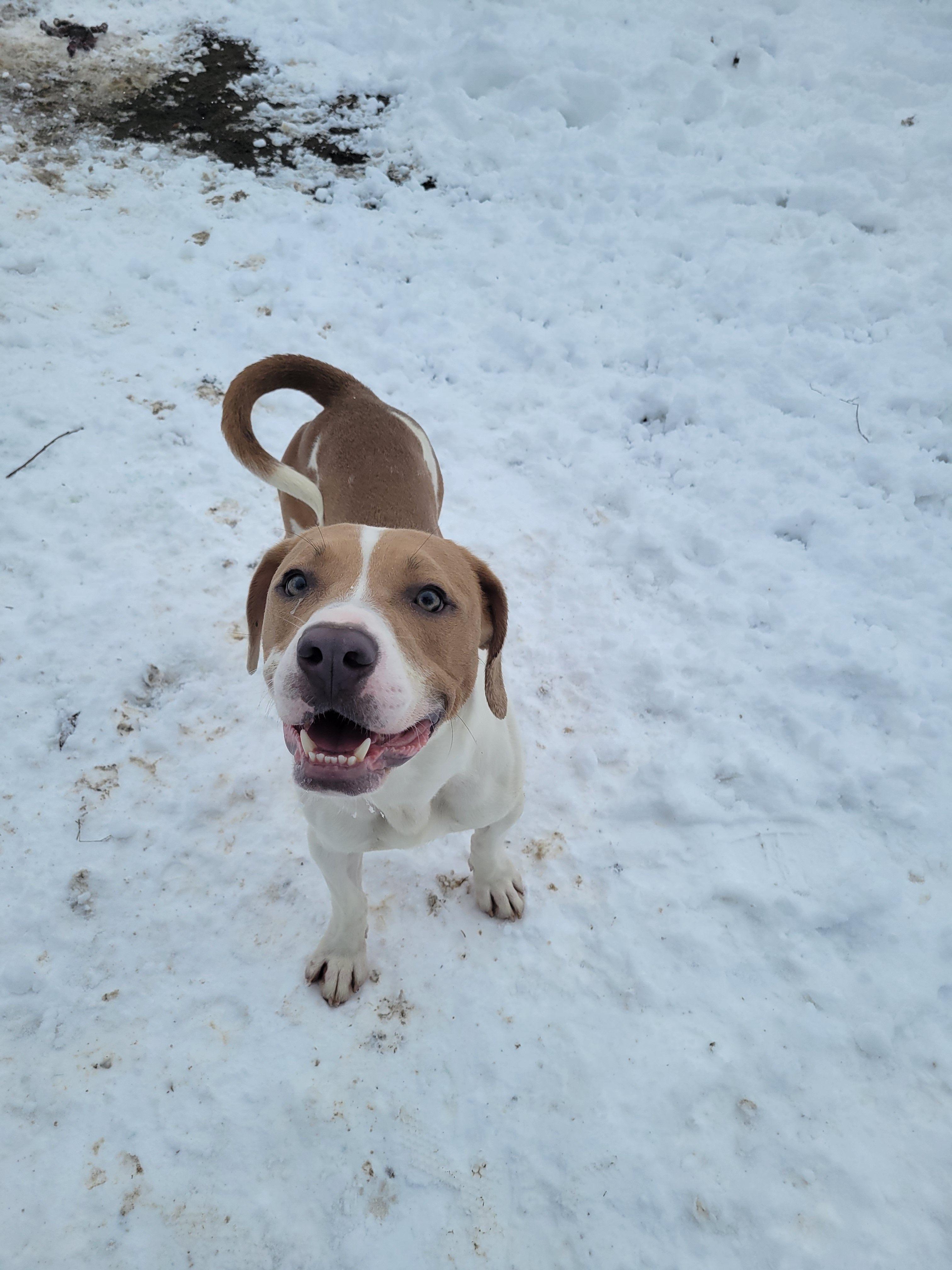 Rebel, Adoptable, Young Male Mixed Breed.