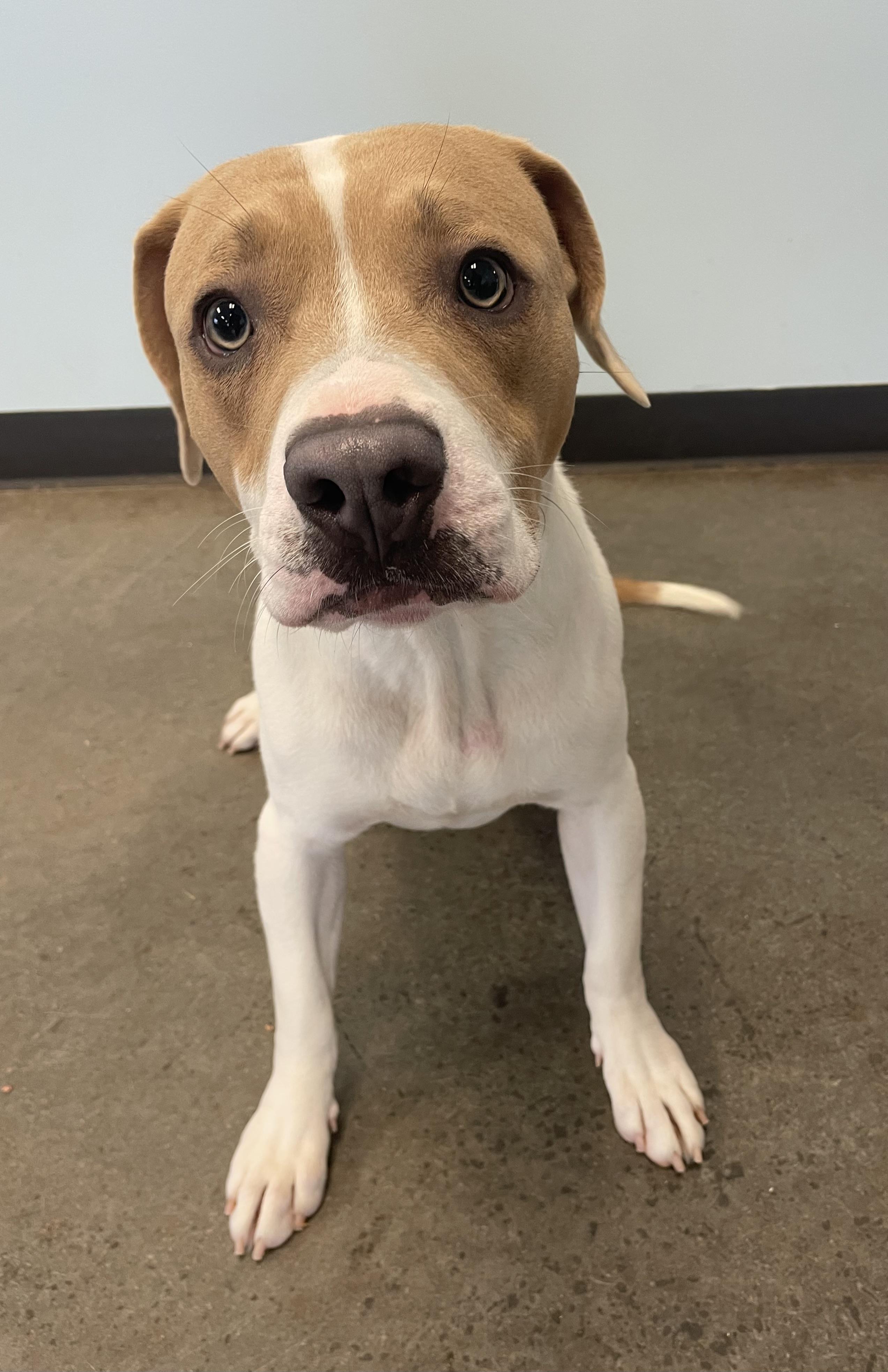 Rebel, a Adoptable mixed breed in Mishawaka, IN image 4/5