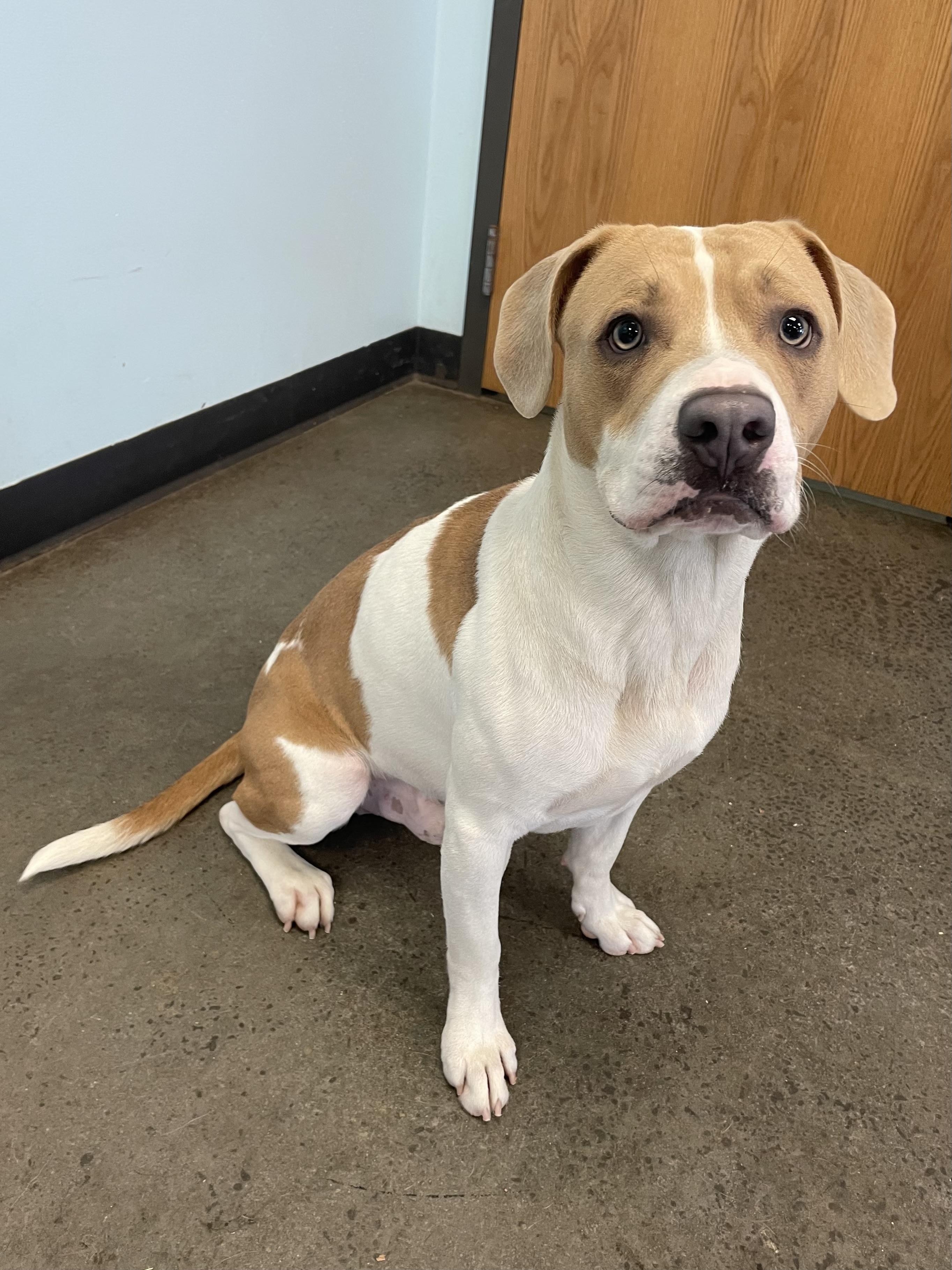 Rebel, a Adoptable mixed breed in Mishawaka, IN image 5/5